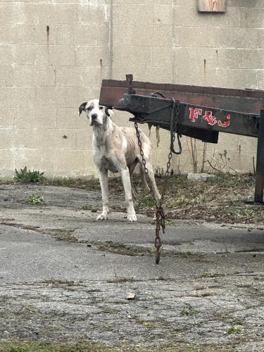 Found/Stray Male Dog last seen Corner of 5th and Joyce Ave. Behind Autobody shop., Columbus, OH 43219