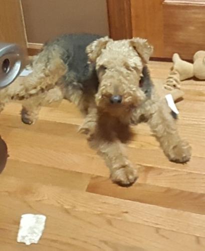 Lost Female Dog last seen Taylor Station and Taylor Rd, Blacklick, OH 43004