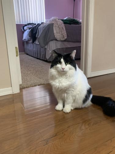 Lost Male Cat last seen Jefferson st and 159th Ave, Goodyear, AZ 85338