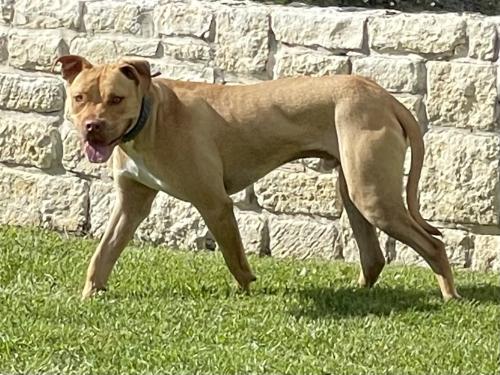 Found/Stray Male Dog last seen Manors of Channing Park neighborhood, off Abram between Bowen and Fielfer, Arlington, TX 76013