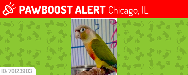 Lost Unknown Bird last seen Devon and Nagle, Chicago, IL 60631