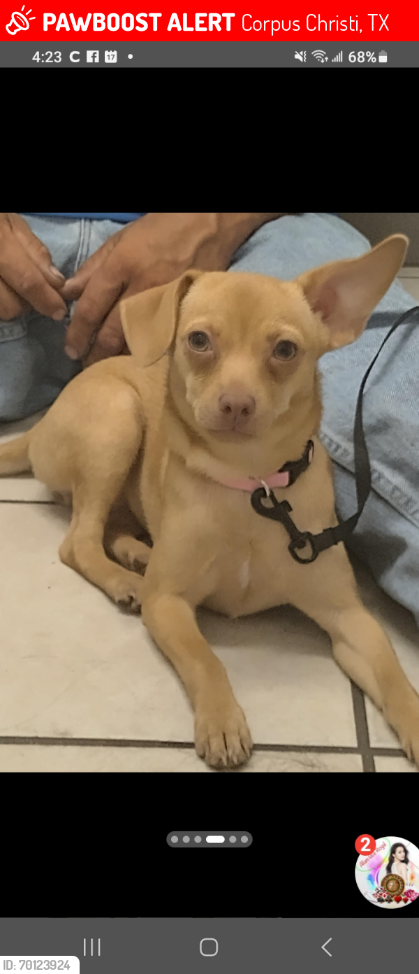 Lost Female Dog last seen Morgan and 19th Street, Corpus Christi, TX 78405
