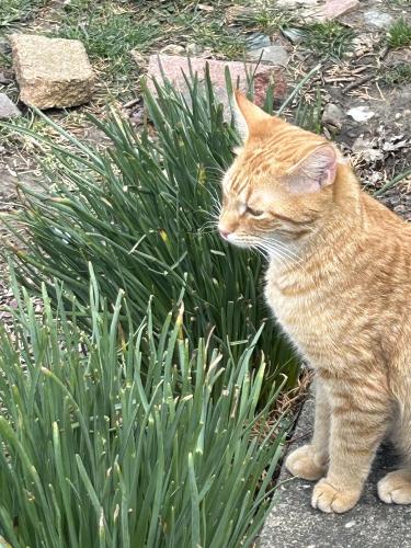 Lost Male Cat last seen Middlebury and outman , Toledo, OH 43612