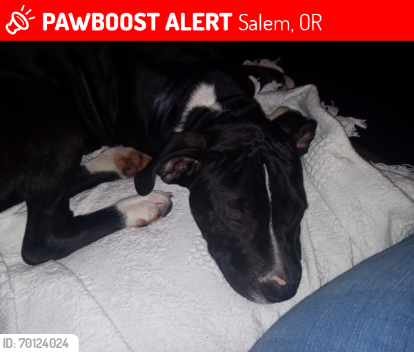 Lost Male Dog last seen Near State st unit 15, Salem, OR 97301