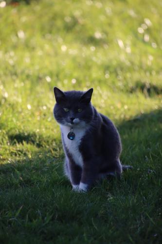 Lost Male Cat last seen Schoen rd, Lewis County, WA 98585