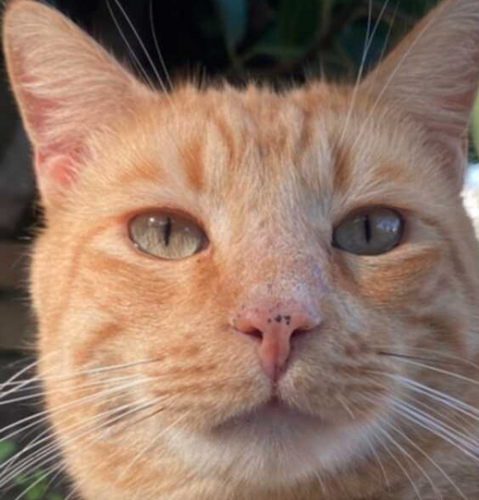 Lost Male Cat last seen Santa Anita Ave near golf course, Arcadia, CA 91006