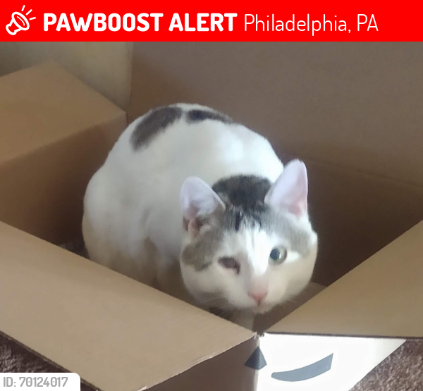 Lost Male Cat last seen Whiting & Millbrook Rd, Philadelphia, PA 19154