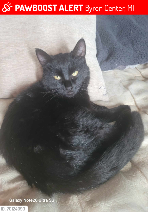 Lost Male Cat last seen 100th st and 131 highway, Byron Center, MI 49315