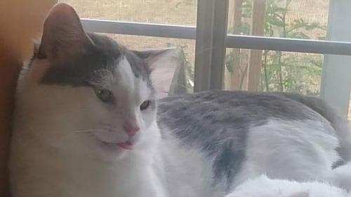 Lost Male Cat last seen Florence near Turnpike Road and Anderson Farm Road , Darlington County, SC 29501
