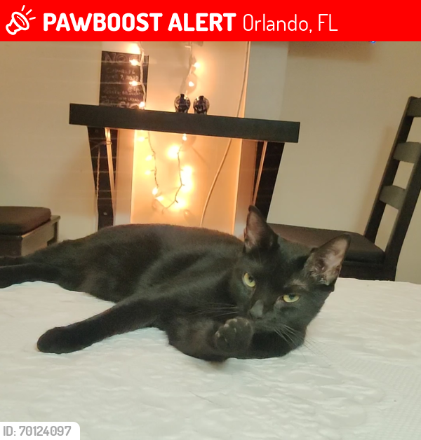 Lost Female Cat last seen Lake Florence Park , Orlando, FL 32818