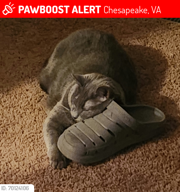Lost Female Cat last seen Deep creek, keltic circle, Chesapeake, VA 23323