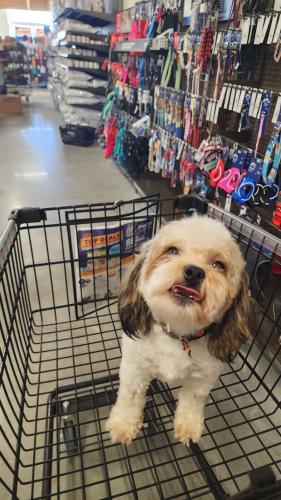 Lost Male Dog last seen Patterson Rd and eleah Dr, Gwinnett County, GA 30044