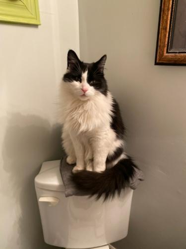 Lost Male Cat last seen Star Ave and Bryron Street north, Whitby, ON L1N 4N8