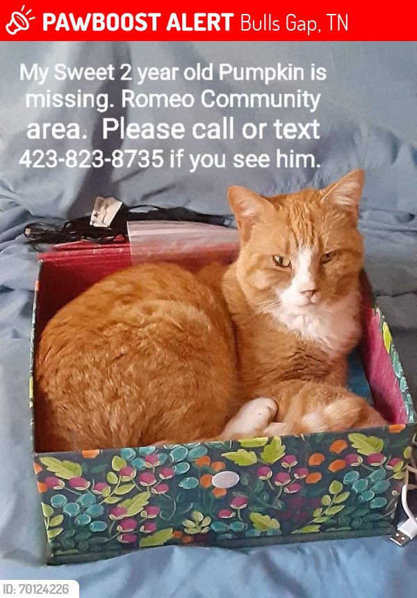 Lost Male Cat last seen Romeo Community Center, Bulls Gap, TN 37711