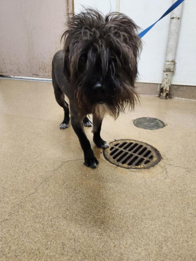 Shelter Stray Male Dog last seen HESPERIAN/TENNYSON, Hayward, CA 94544