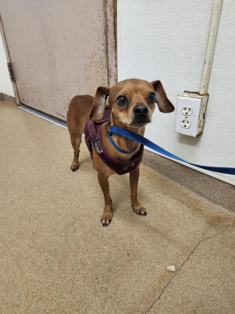 Shelter Stray Male Dog last seen INDUSTRIAL PKWY, Hayward, CA 94544