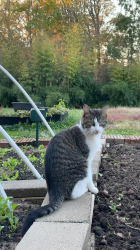 Lost Male Cat last seen Mcintosh Farms, Spencer County, KY 40071
