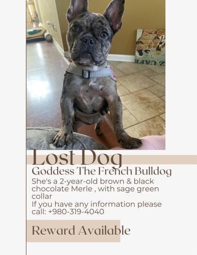 Lost Female Dog last seen  Hawkeye Dr Charlotte, NC 28273, Charlotte, NC 28273