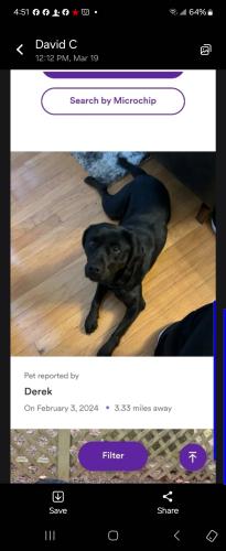 Lost Female Dog last seen Near goldenchain dr / Cleveland , Stonecrest, GA 30038