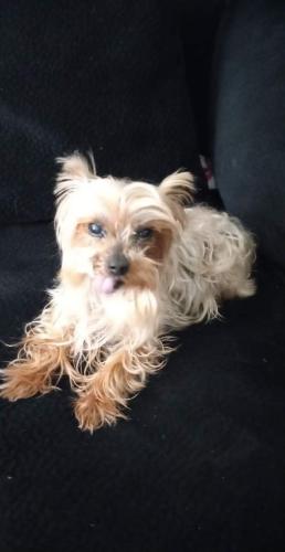 Lost Male Dog last seen Blake and Barcelona , Albuquerque, NM 87105