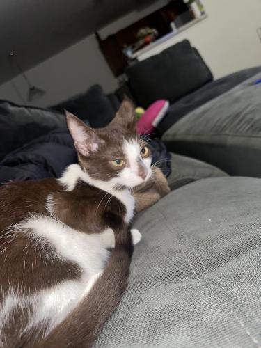 Lost Female Cat last seen Charleston place apmts , Holly Hill, FL 32117