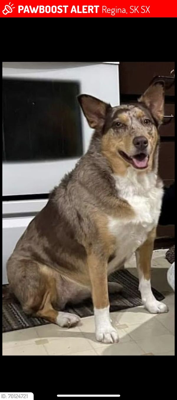 Lost Female Dog last seen W.H Ford elementary school, Regina, SK S4X