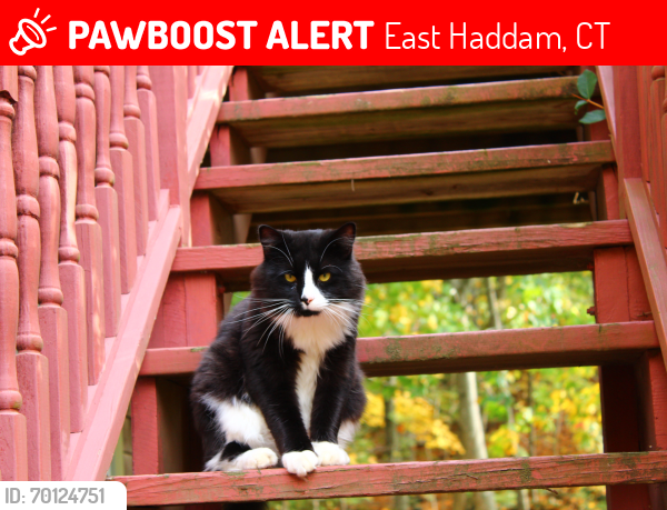 Lost Male Cat last seen East Haddam, East Haddam, CT 06469