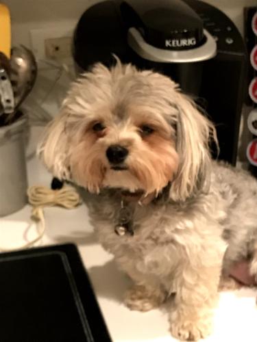 Lost Female Dog last seen Harlem and 71st Ave near Lume's Restaurant, Palos Heights, IL 60463