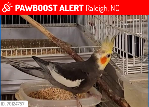 Lost Male Bird last seen Wallinford dr, Raleigh, NC 27616