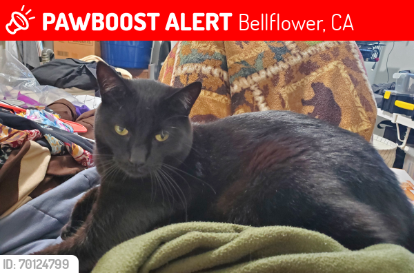 Lost Male Cat last seen Near Artesia Blvd, Bellflower, CA 90706, Bellflower, CA 90706