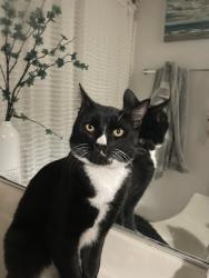 Lost Male Cat last seen Via Rosa Santa Maria ca , Santa Maria, CA 93454