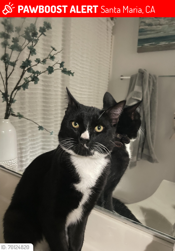 Lost Male Cat last seen Via Rosa Santa Maria ca , Santa Maria, CA 93454