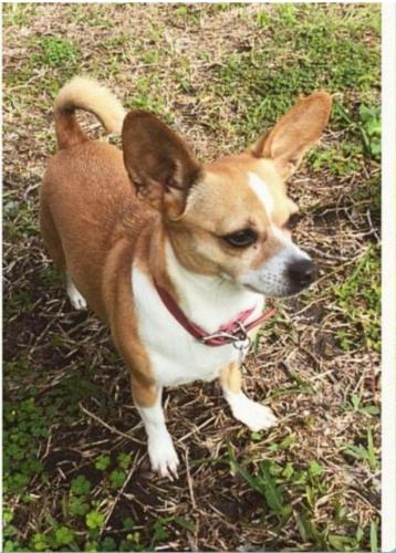 Lost Female Dog last seen Nacogdoches Rd by Taquitos Panaderia, San Antonio, TX 78217