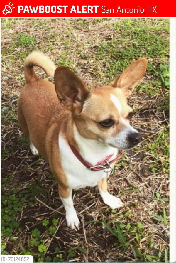 Lost Female Dog last seen Nacogdoches Rd by Taquitos Panaderia, San Antonio, TX 78217