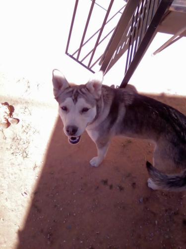 Lost Female Dog last seen Royal Woods Dr , El Paso, TX 79936