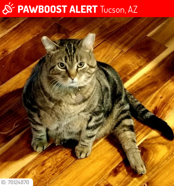 Lost Male Cat last seen Voyager RV Resort, Tucson, AZ 85710