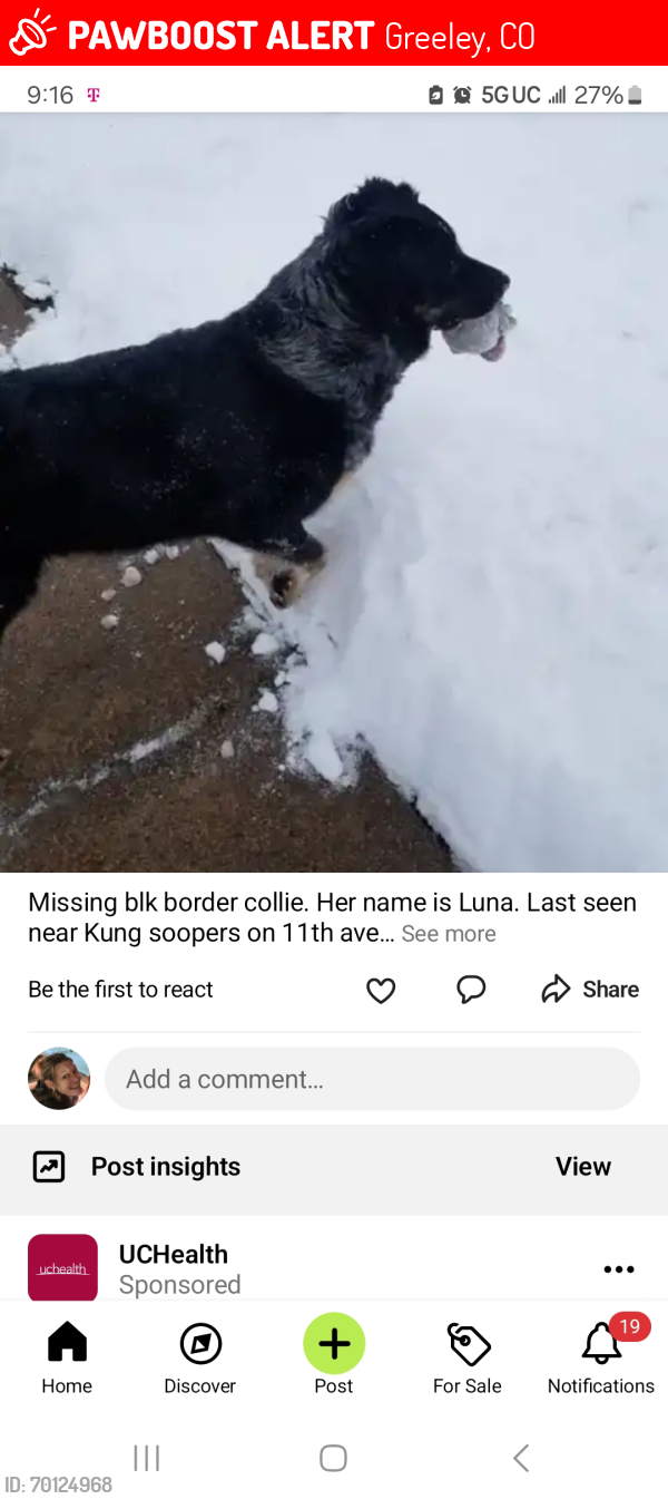 Lost Female Dog last seen King soopers 11th ave, Greeley, CO 80631