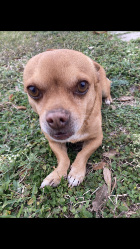 Lost Male Dog last seen Violet Rd, Corpus Christi Tx, Corpus Christi, TX 78410