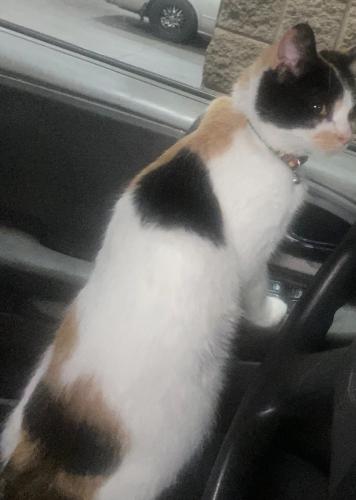 Lost Female Cat last seen Vq way and 51 ave, Laveen Village, AZ 85339