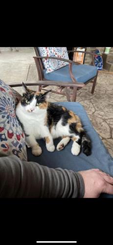 Lost Female Cat last seen Ivan Downs Blvd and Riva Ridge Ave, Bowling Green, KY 42104