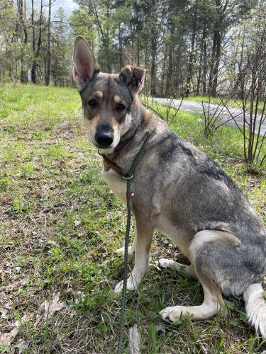 Lost Female Dog last seen Dogwood valley rd, Kingston, TN 37763