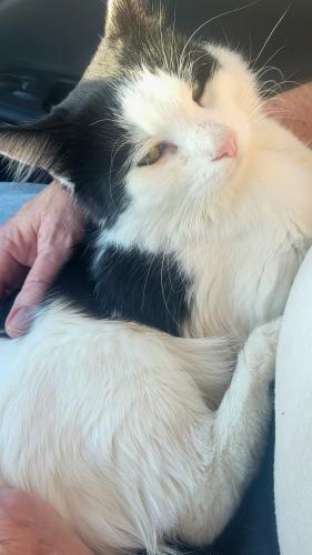 Lost Male Cat last seen Ingram Road and Pittsburgh Boulevard , Fort Myers, FL 33967