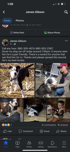 Lost Male Dog last seen Crowders creek road and Ferguson , Gastonia, NC 28052
