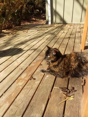 Lost Female Cat last seen Near meridian Rd NE Olympia WA , Olympia, WA 98516