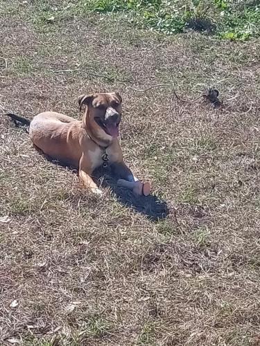 Lost Female Dog last seen County Road 218 and maluke Lane, Middleburg, FL 32068