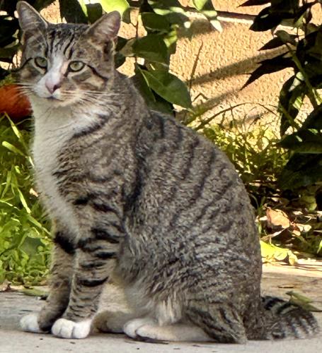 Lost Male Cat last seen South Dommer Ave, Walnut, CA 91789