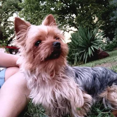 Lost Female Dog last seen Martin and miller, Fort Worth, TX 76119