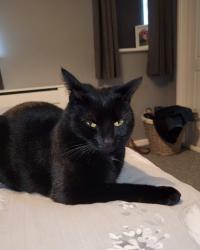 Reunited Female Cat last seen Near the street, Cheshire West and Chester, England CW7 2LJ