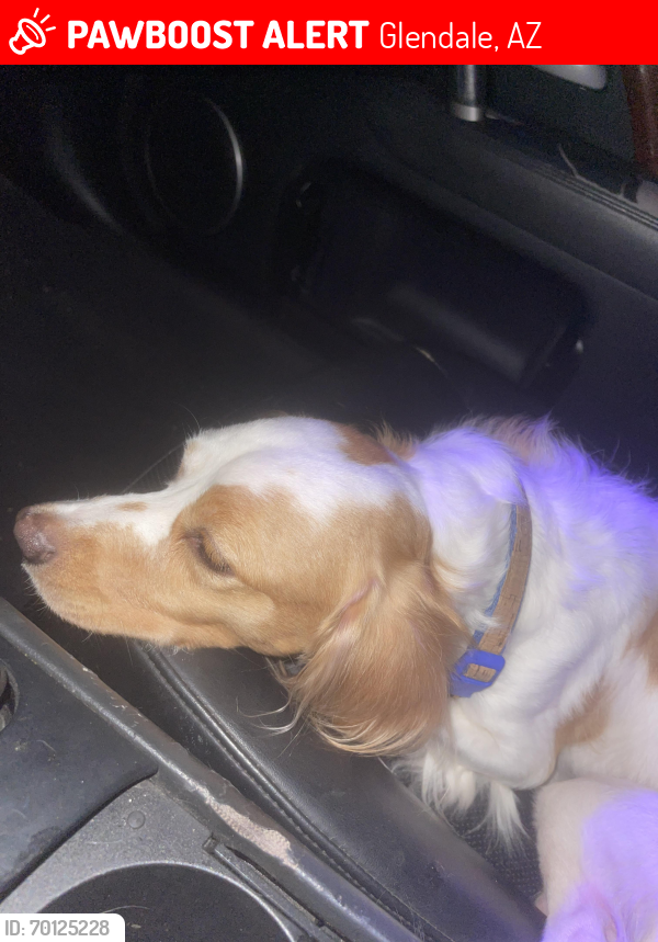 Lost Male Dog last seen Bethany  rd and 43 ave, Glendale, AZ 85303