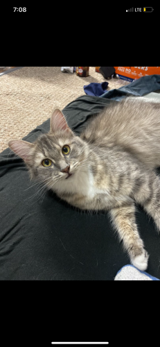 Lost Female Cat last seen By the old McDonald’s , Downey, CA 90240